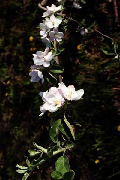 Apple Blossom Branch.jpg - took these shots.
